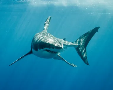 Great white shark swimming underwater toward the camera with sunlight filtering through the water surface.