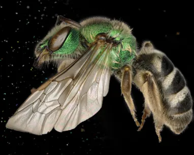 Lateral view of a small bee with a bright green head and thorax and a black and white striped abdomen