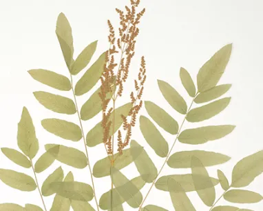 Pressed green fern leaves with delicate brownish seed clusters on a pale background.