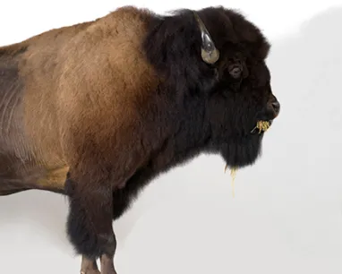 Side view of a brown bison standing on a white background.