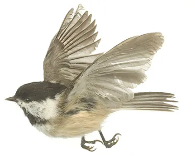 Black-capped chickadee with spread wings in mid-flight against a white background.