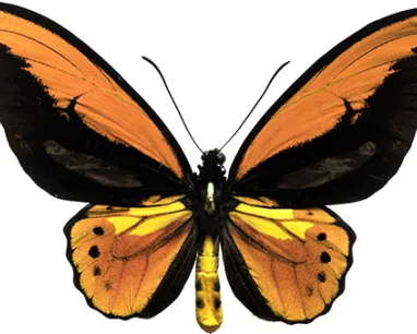 Orange and black butterfly with long, narrow forewings and rounded hindwings displayed with wings spread.