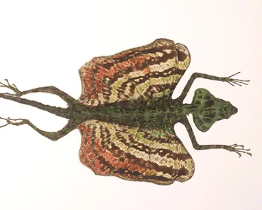 Illustration of a green flying lizard with extended frilled wings and a long tail.