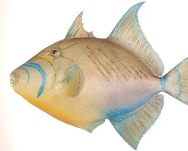 Illustration of a fish with a yellow head, blue markings near the eyes, and a cream-colored body with a forked tail.