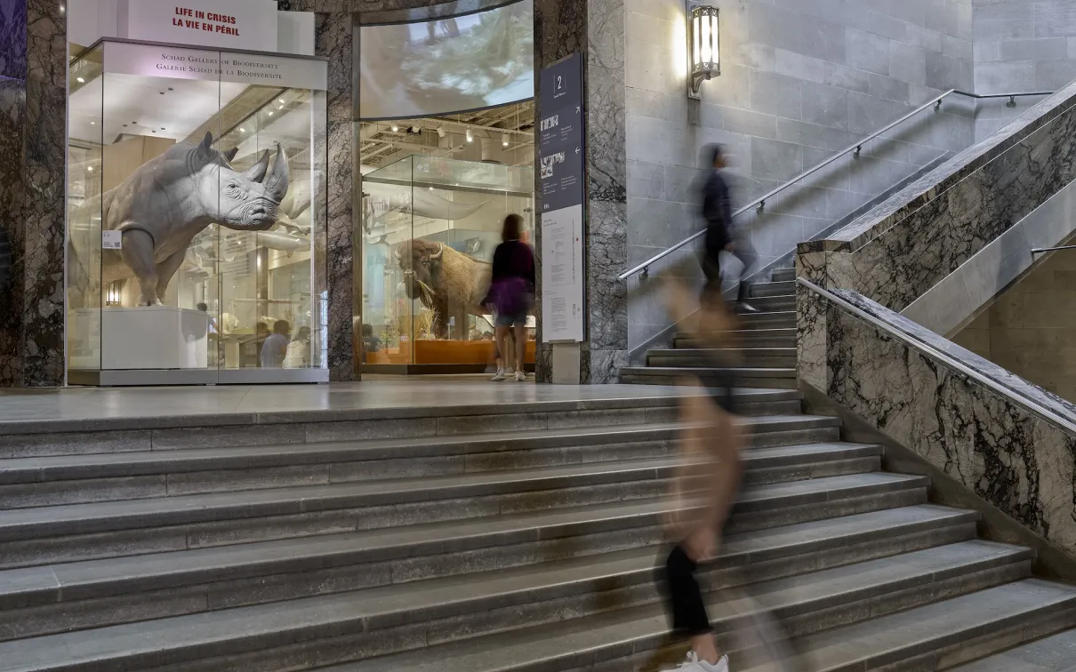 ROM entrance with large dinosaur skull fossil display inside and marble staircase with people walking nearby.
