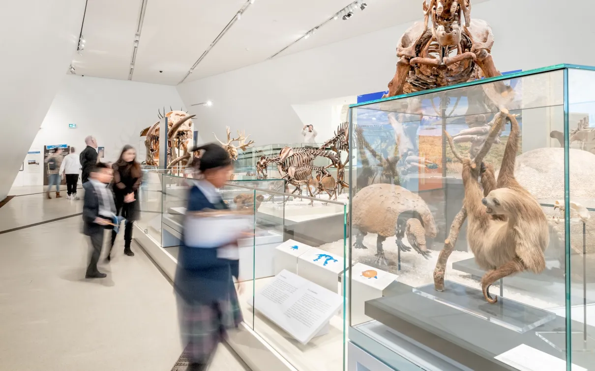 Exhibit display cases with animal skulls and fossils in a museum gallery with blurred visitors walking by.