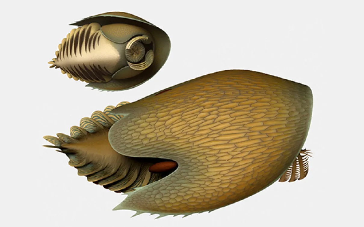 Illustration numérique détaillée d'un fossile de trilobite brun, segmenté, au corps strié et ovale et aux pattes multiarticulées.