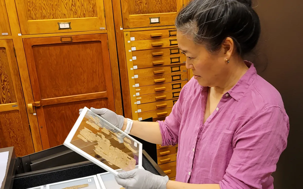 A woman wearing white gloves and a pink shirt holds an old, open book or manuscript in a room with wooden drawers.