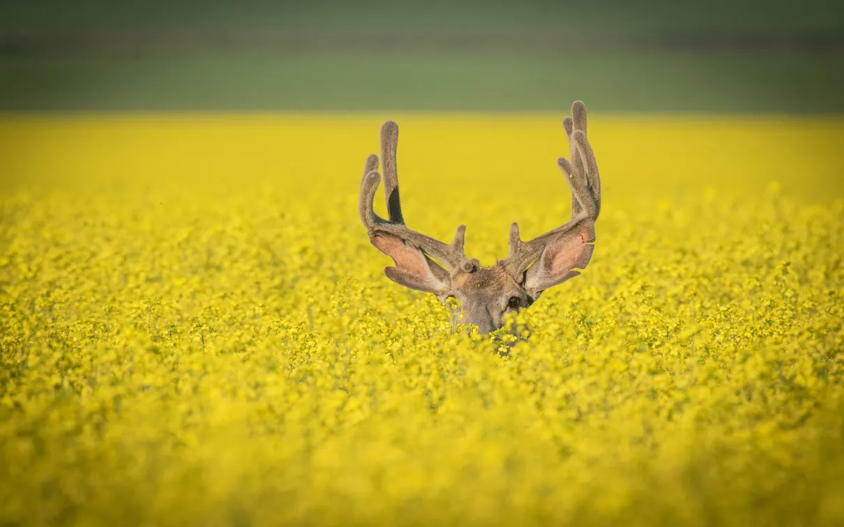 #ROMwpyON Grand Prize Winner: Hiding © Yaron Eini