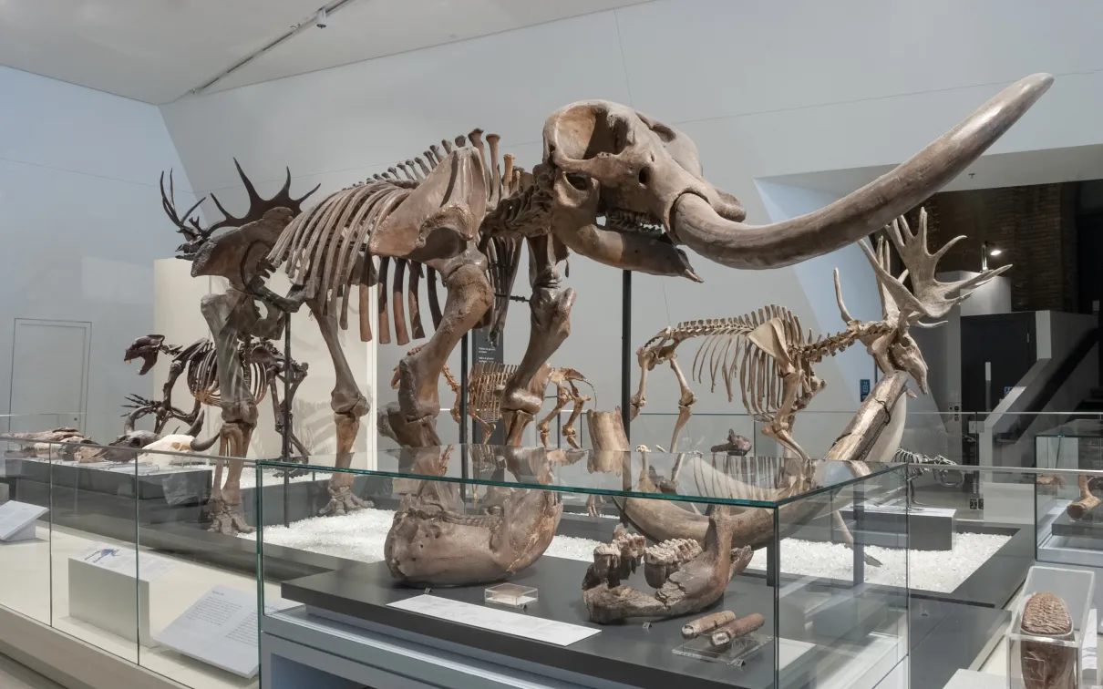 Squelette de dinosaure