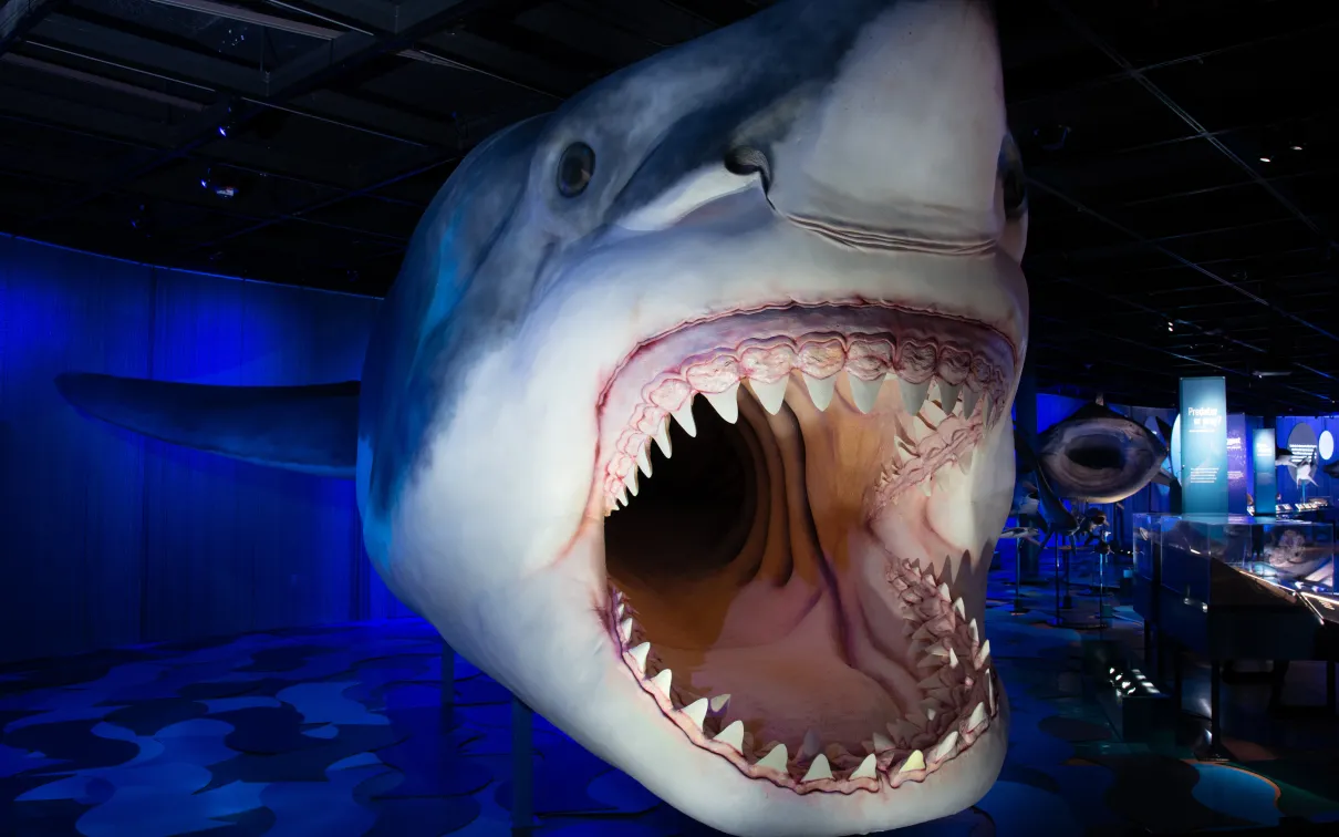 Close-up view of a life-sized Megalodon shark model with its mouth wide open, displaying multiple rows of sharp teeth, in a dark, blue-lit museum exhibit.
