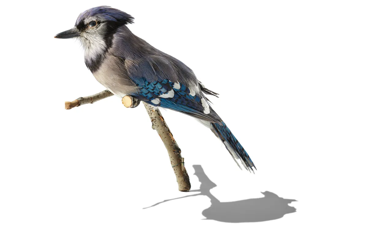 Blue jay perched on a small branch casting a shadow on a white background.
