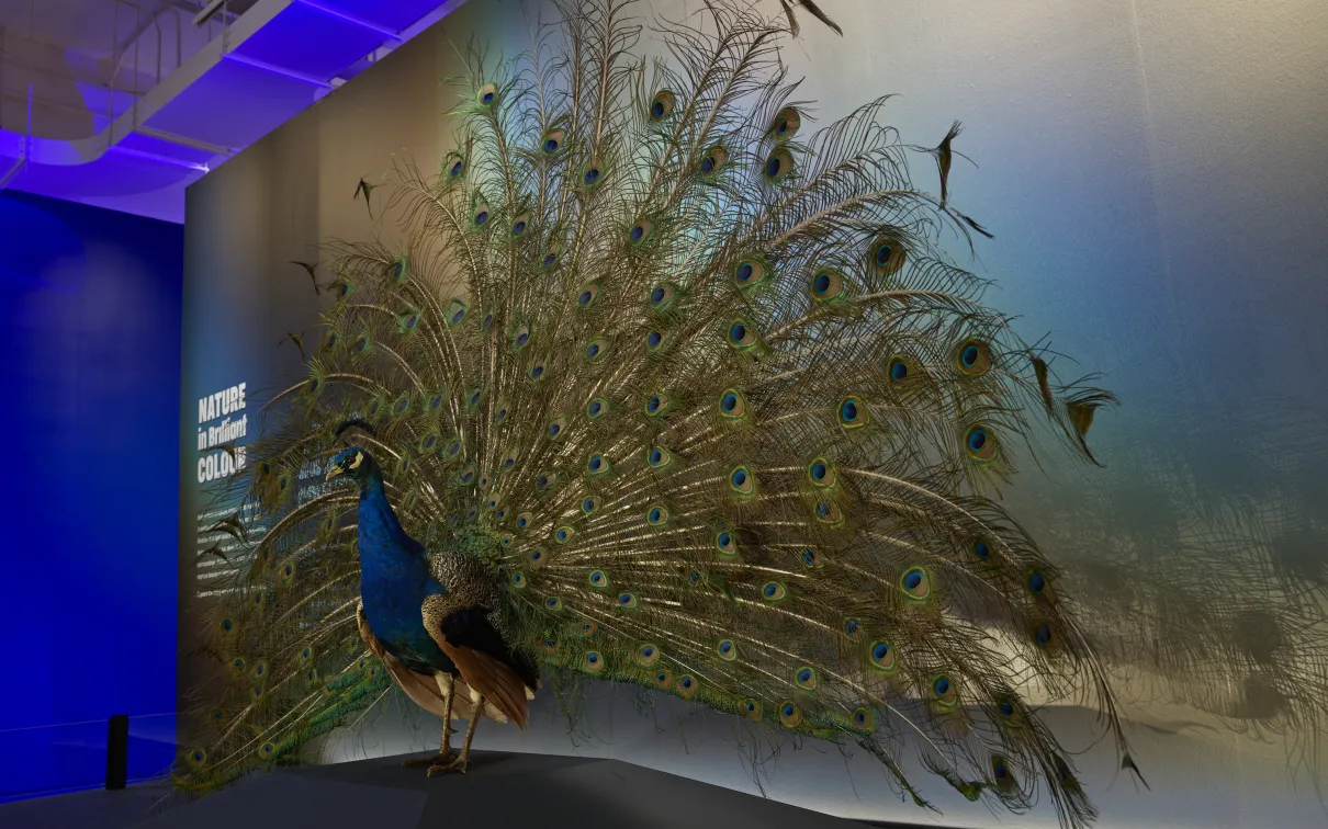 A peacock with its tail fully fanned out stands on a dark platform against a plain wall with the words “ROM Peacock” in white text.