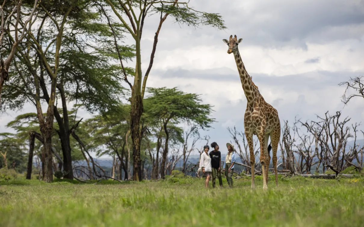 Two people stand near a tall giraffe in a grassy area with scattered trees under a cloudy sky.