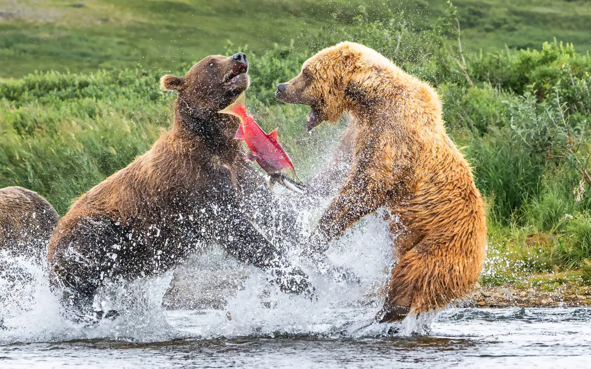 Two bears fight over a salmon