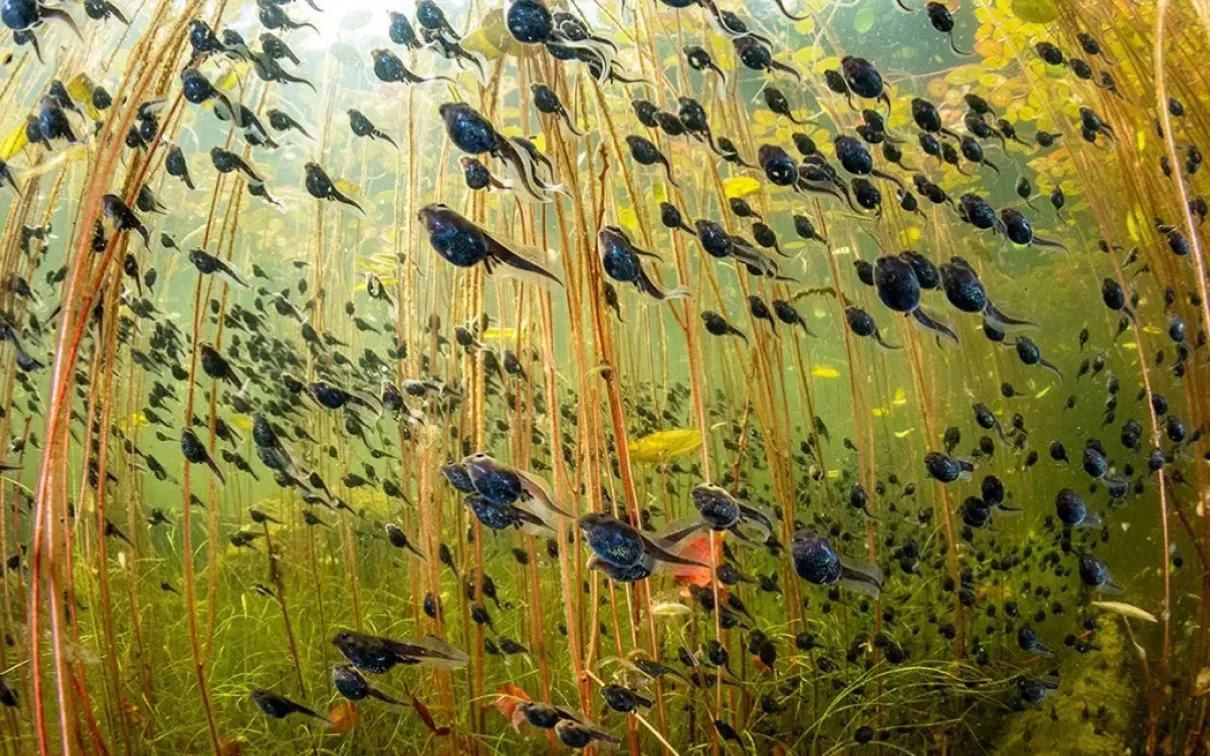 Underwater scene of many small black fish swimming among tall green aquatic plants.