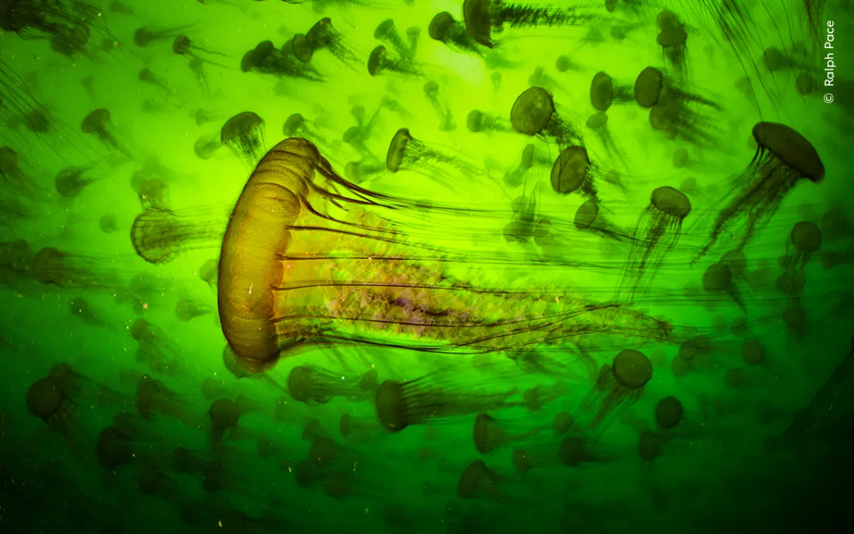 Close up of a pacific sea nettle swimming with others in water lit green by sunlight above.
