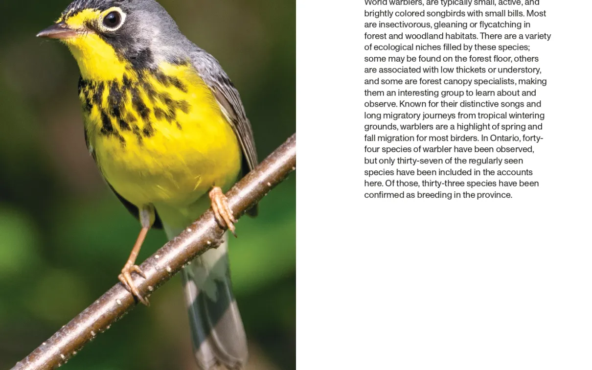 New world Warblers