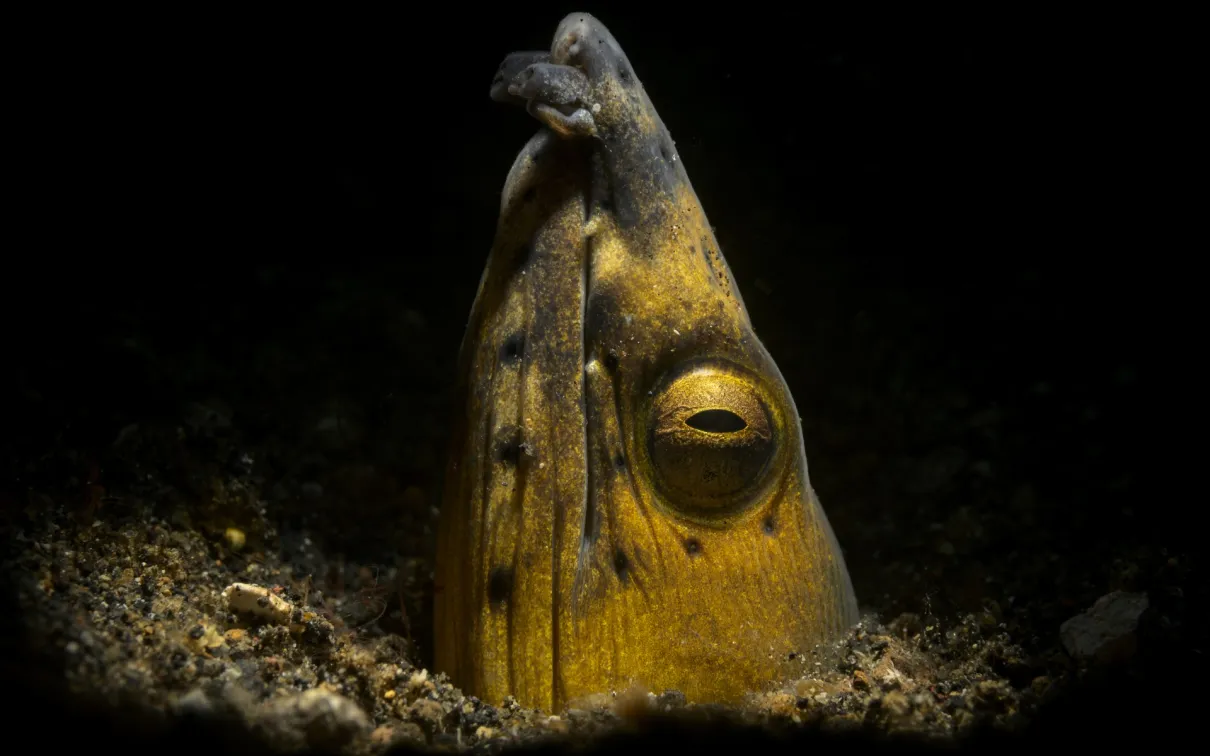 An eel pops it heads out of the dark water