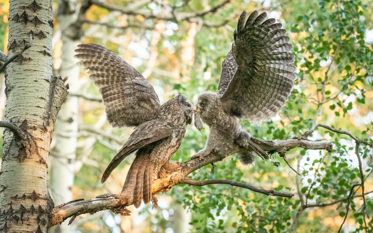 Two owls with wings spread wide feeding on a mouse