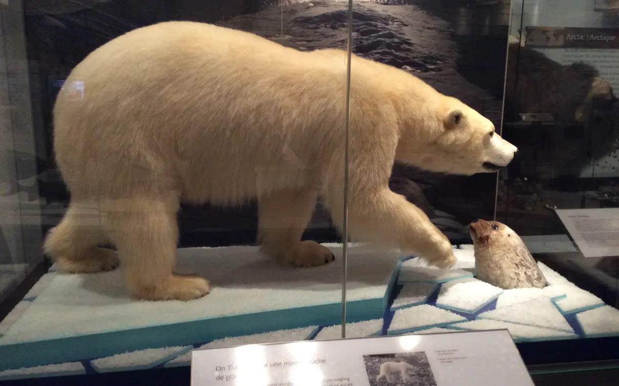 Vitrine d'un musée montrant un ours polaire debout sur la glace à côté d'un trou par lequel un phoque passe la tête.