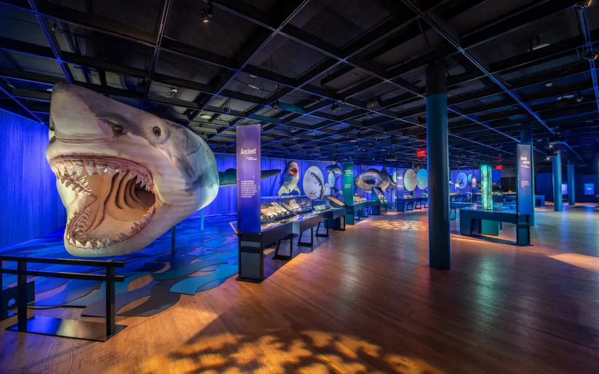 Megalodon shark 