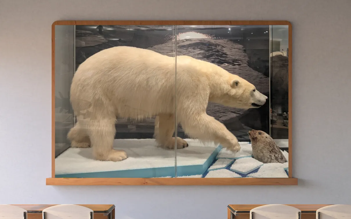 A screen in a classroom displays a taxidermy mounted polar bear on an ice floe hunts a taxidermy mounted ringed seal whose head pops out amid chunks of ice in a museum display.