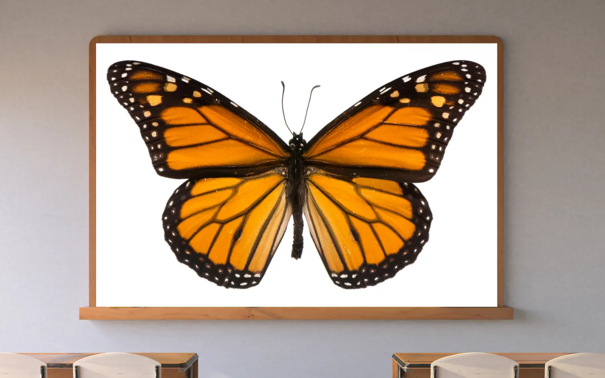 Dans une salle de classe, un écran affiche un papillon orange et noir.