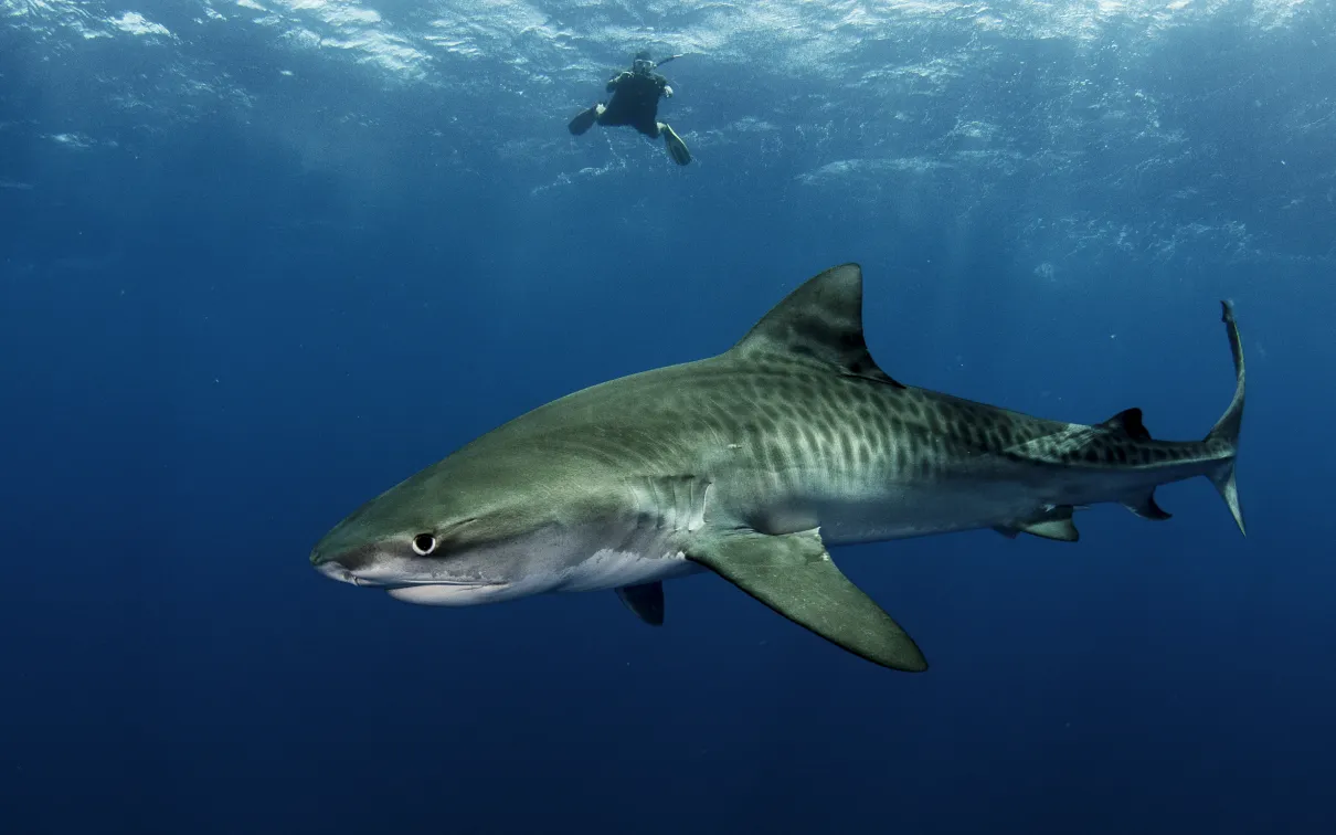 Un grand requin nage près de la surface de l'eau. Un plongeur nage à l'arrière-plan.
