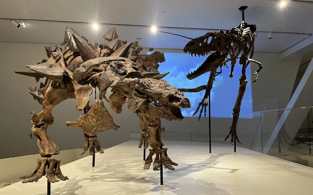 Two dinosaur skeletons, one with a spiked back facing a larger theropod skeleton with an open jaw, displayed in a museum.