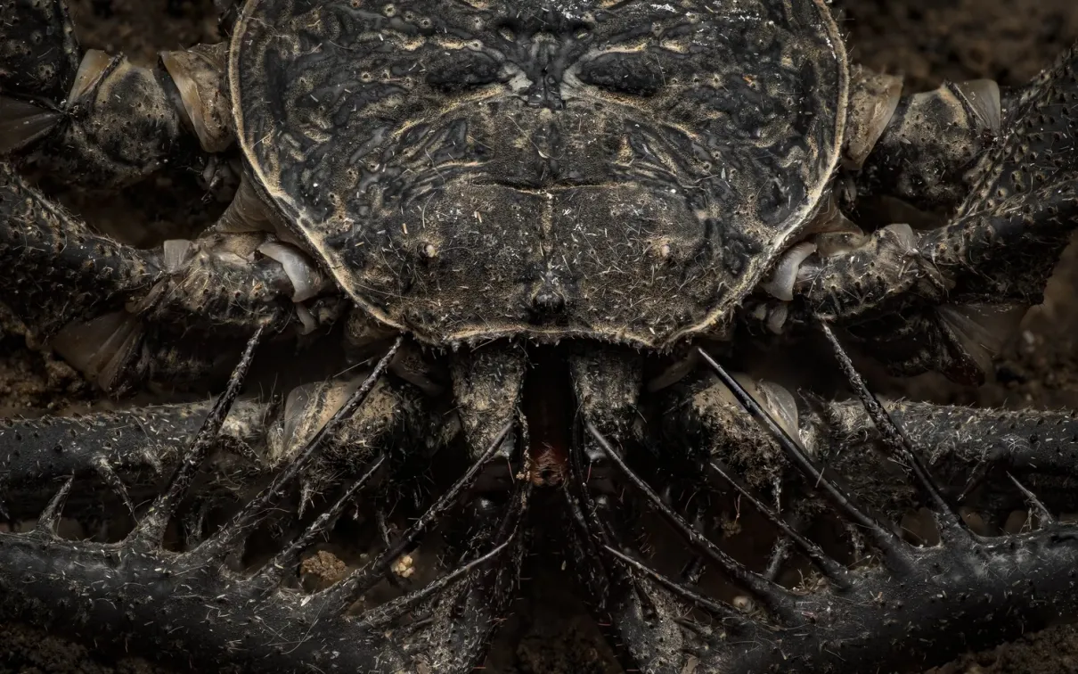 “Cave Stalker,” Beckett Robertson’s award-winning image of a whip spider 