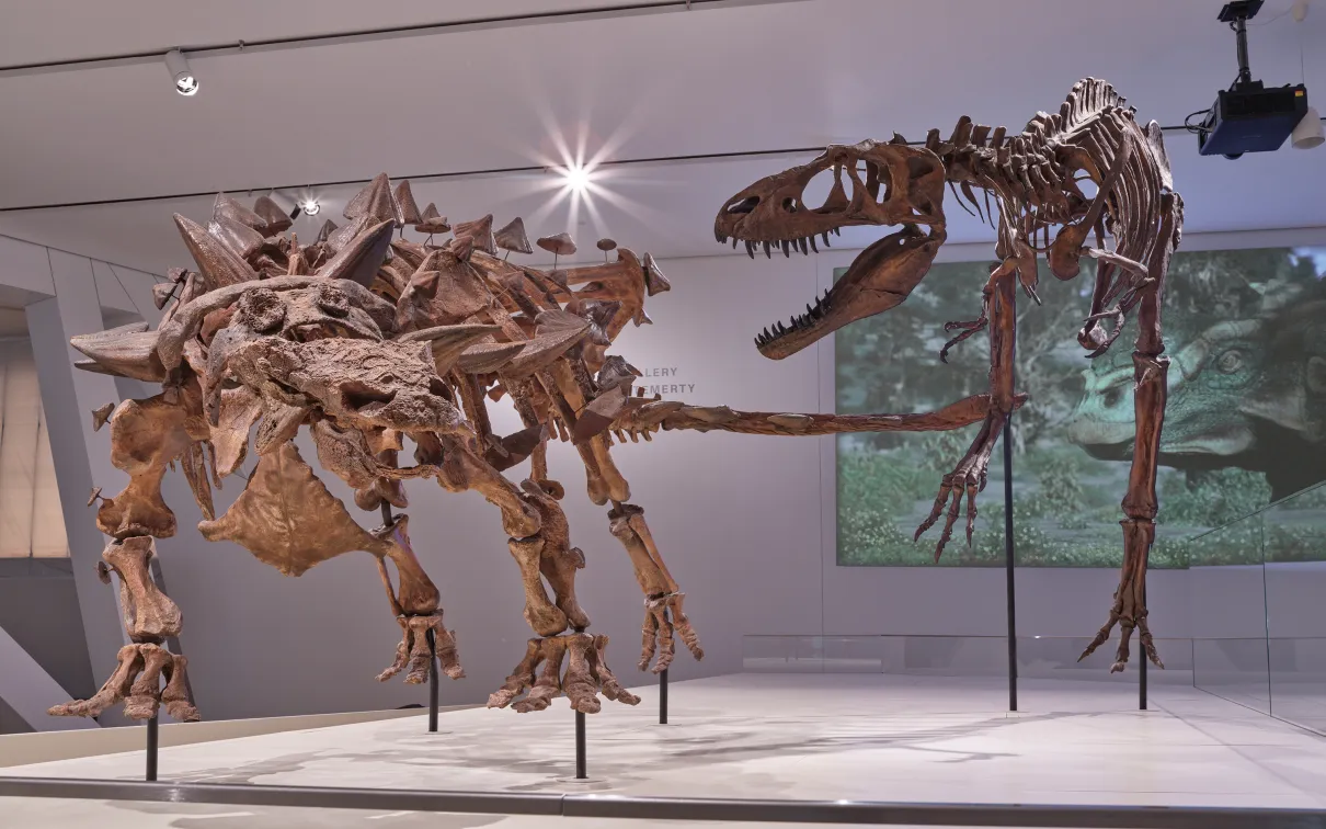two dinosaurs mounted in a fight scene in the dinosaur galleries