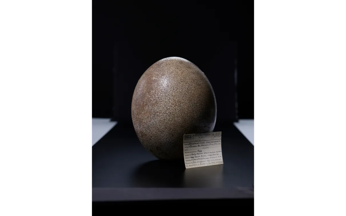 A large, smooth, oval-shaped stone displayed on a black stand with a small information plaque beside it.