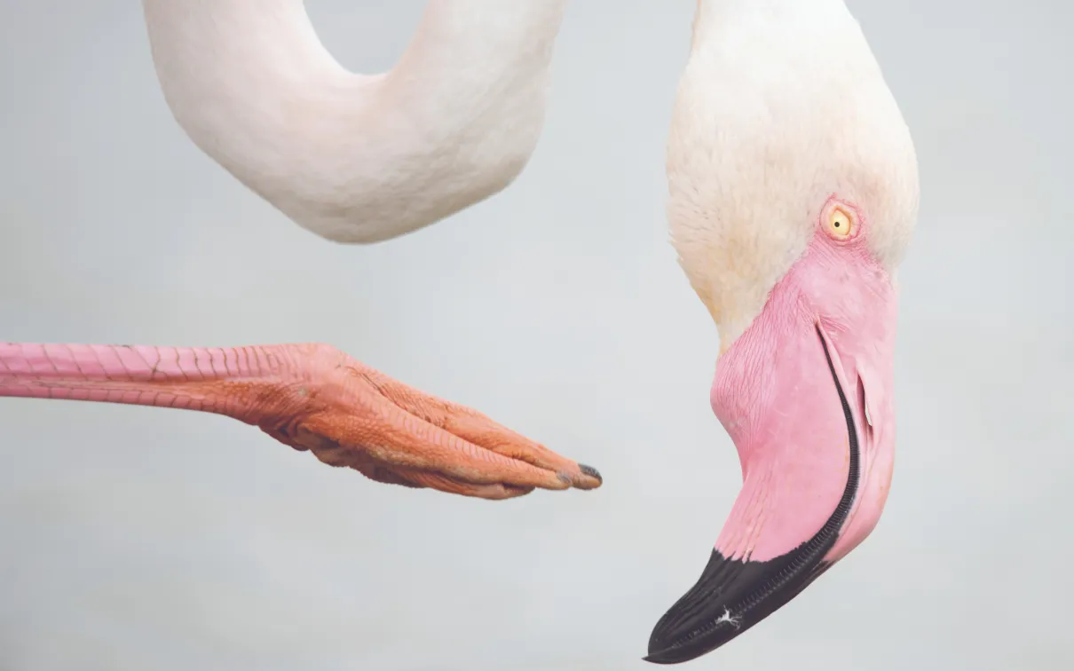 Gros plan de la tête d'un flamant rose avec un cou courbé et une aile déployée montrant des plumes roses.