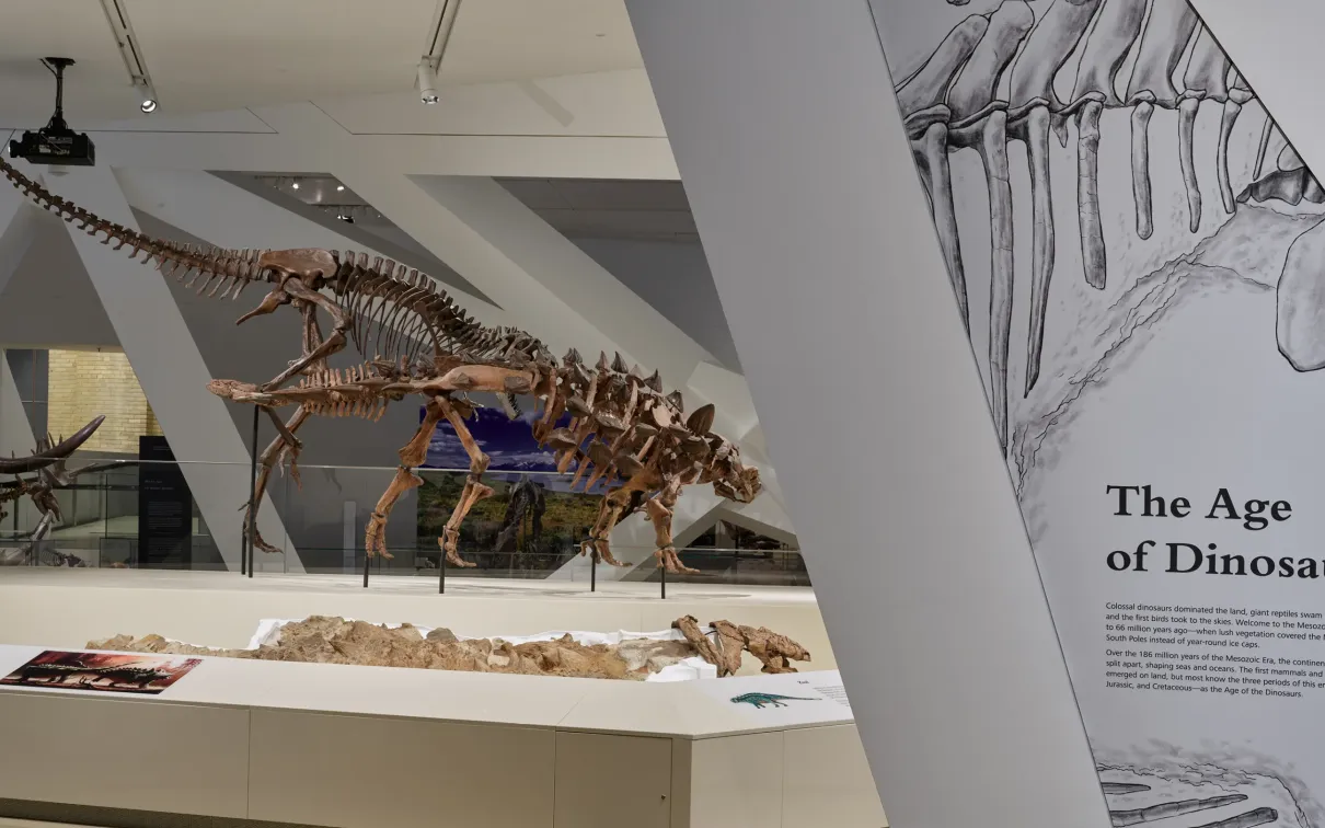 The Age of Dinosaurs exhibit sign beside dinosaur skeletons and fossils in a museum display.