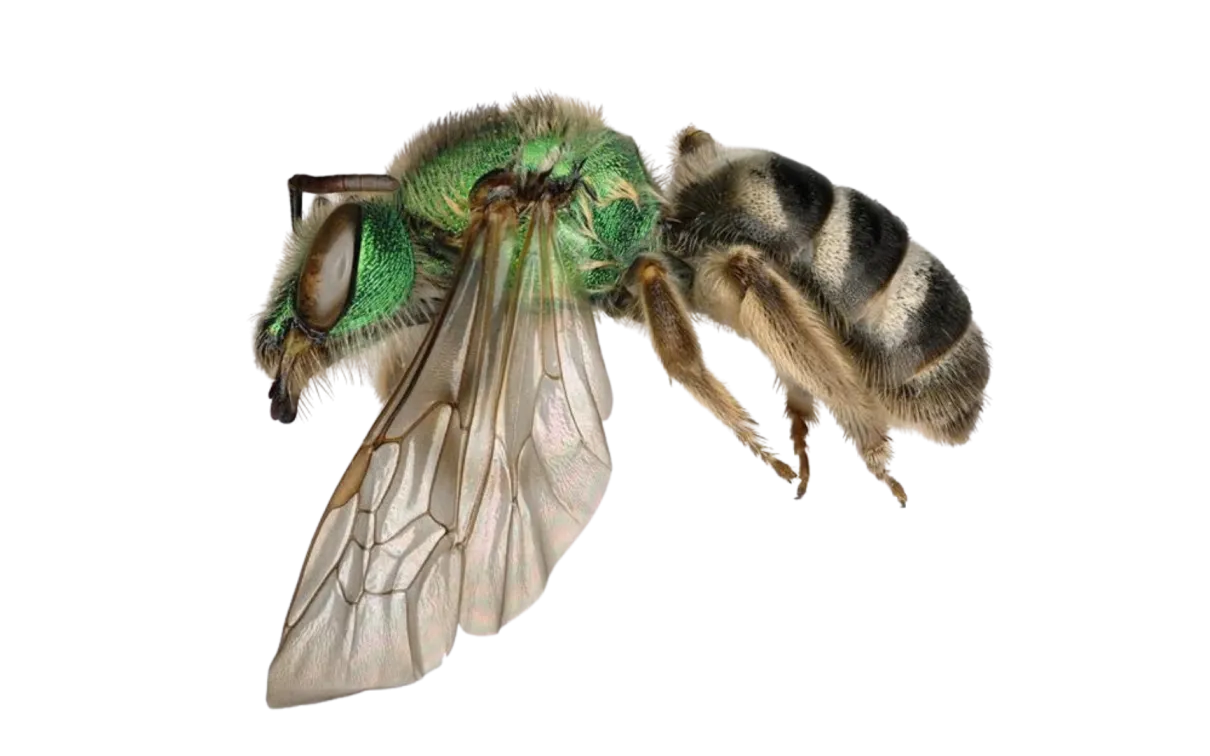 Specimen of a green orchid bee with metallic green head and thorax, transparent wings, and striped black and yellow abdomen.