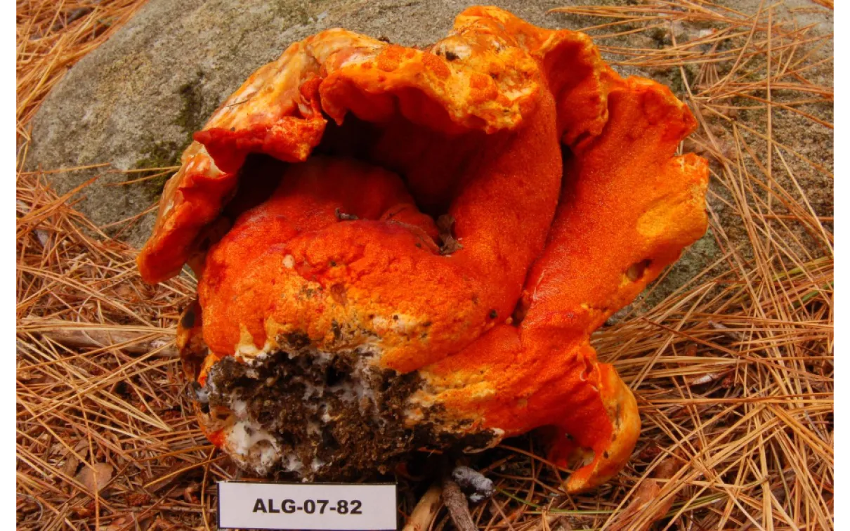 Bright orange, wrinkled mushroom with a rough surface and patches of dirt on a pine needle-covered ground.