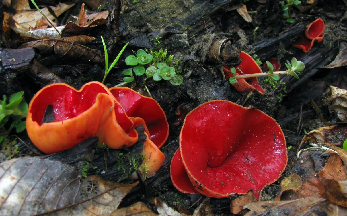 Bright red cup-shaped fungi growing on forest floor among leaves and greenery.