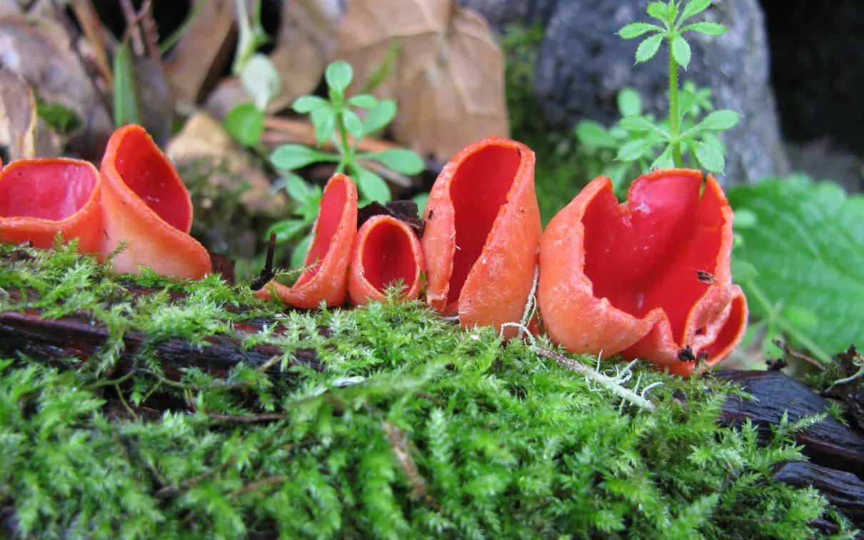Bright red cup-shaped fungi growing on green moss with some leaves and small plants around.