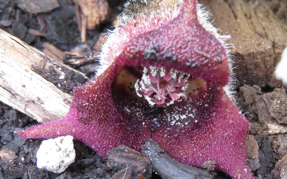 Fleur de bourgogne.