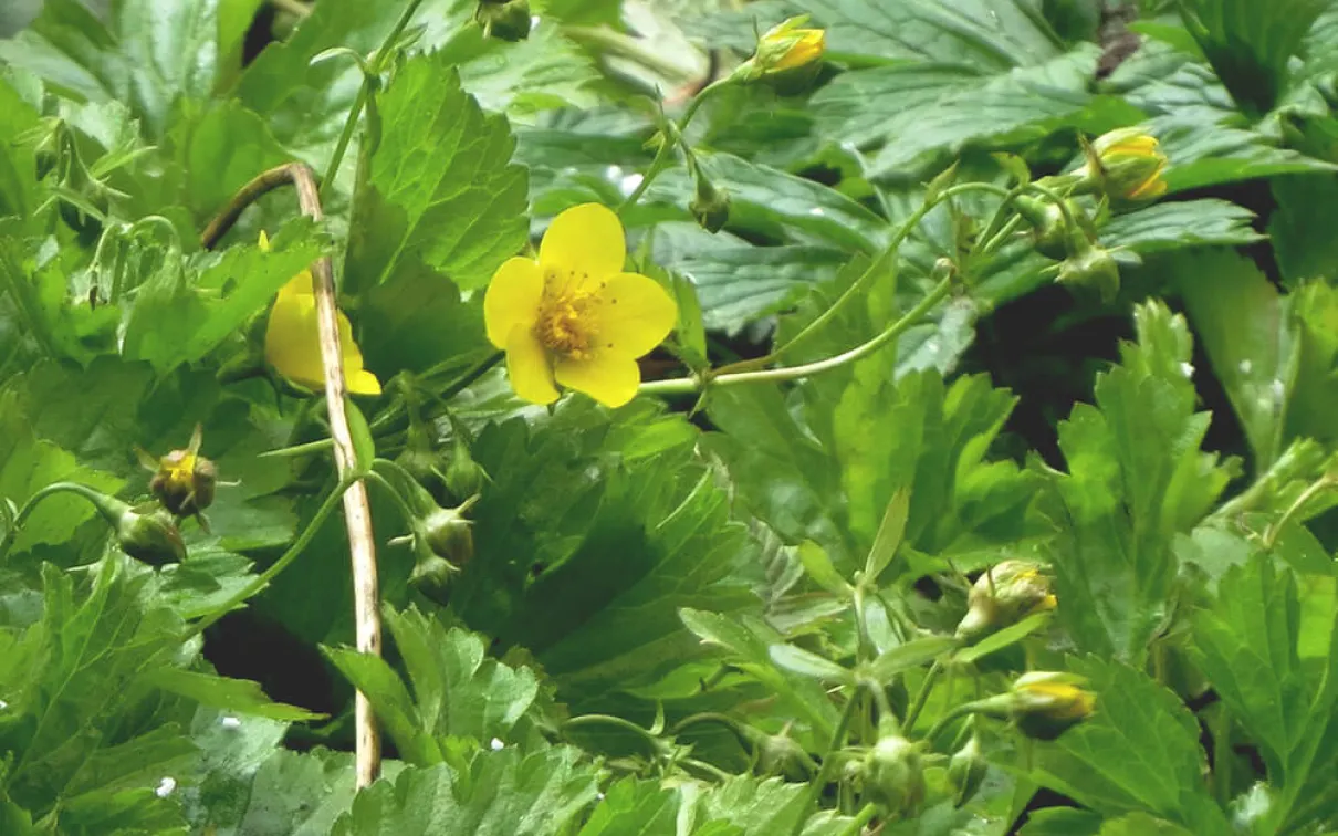Feuilles vertes avec des boutons de fleurs et des fleurs jaunes.