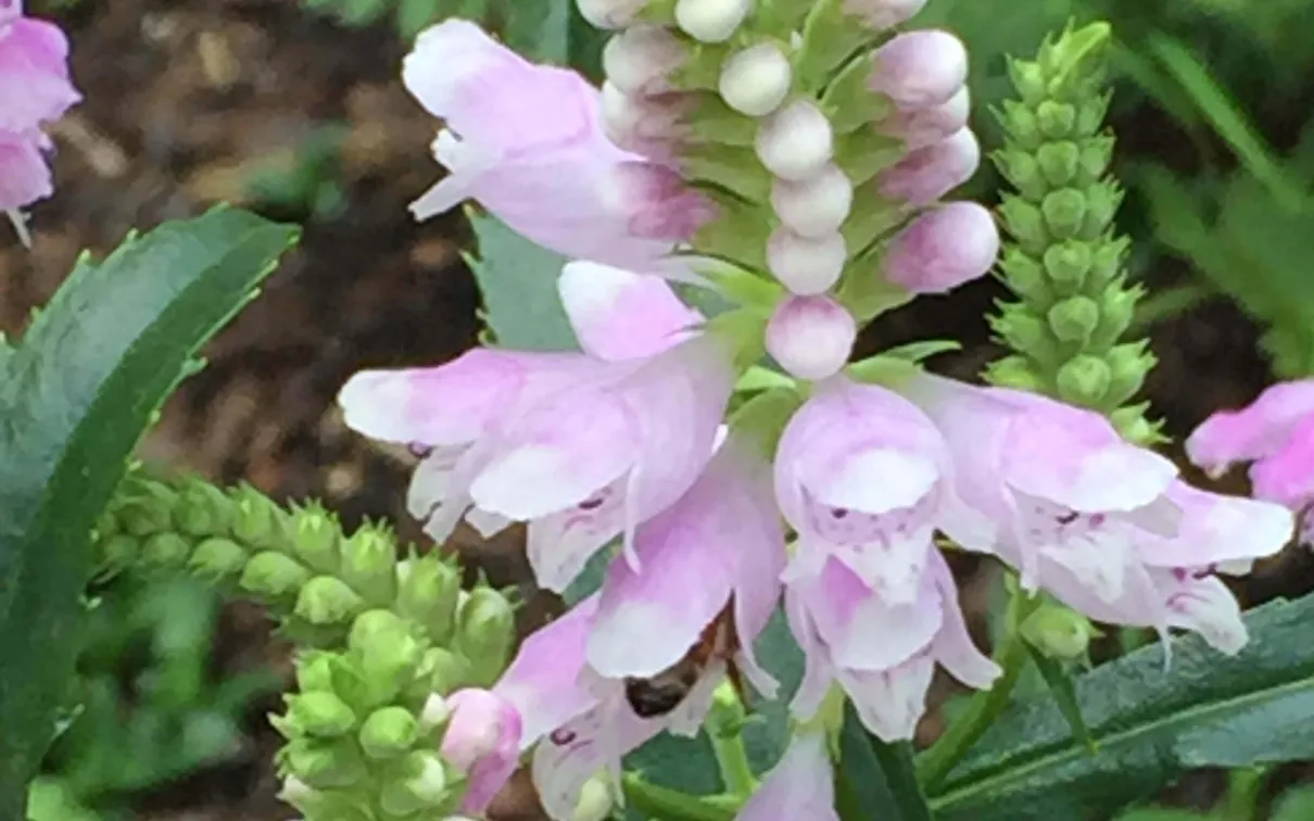 Abeille sur plante obéissante.