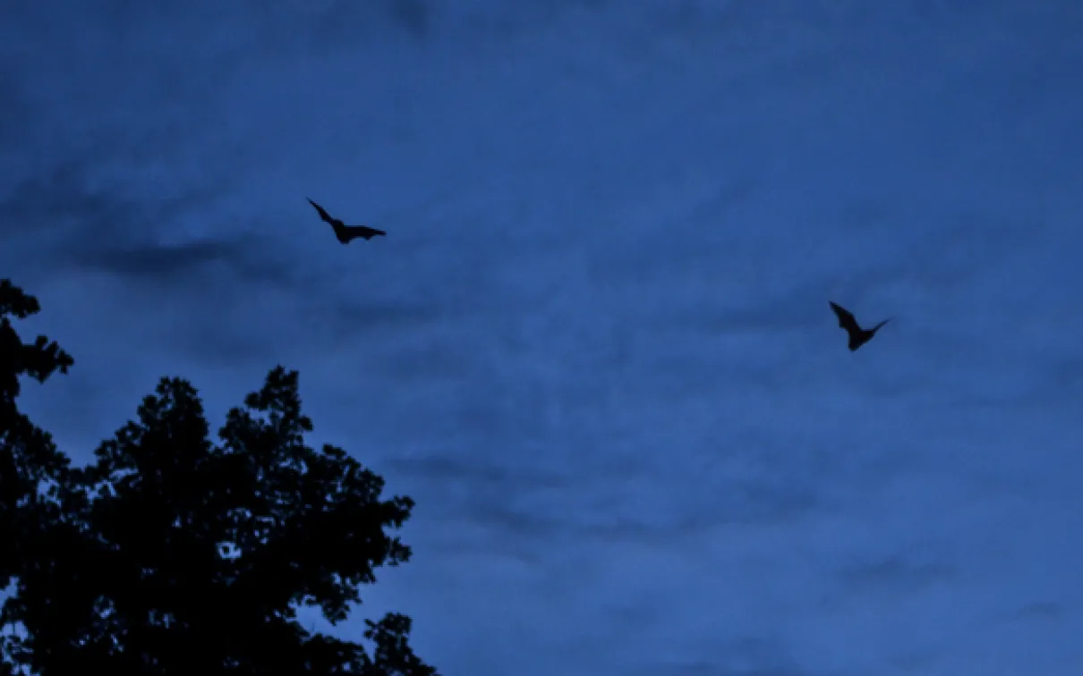 Deux petites chauves-souris brunes volent dans un ciel crépusculaire au-dessus du parc Rouge pendant le BioBlitz de l'Ontario 2012. Photo par Stacey Lee Kerr