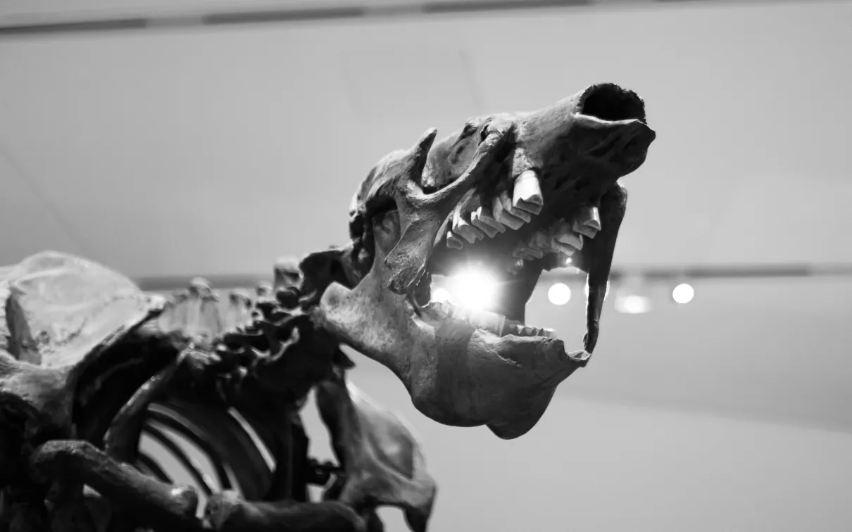 Partial fossilized skeleton of a prehistoric animal with an open jaw shown from a low angle.