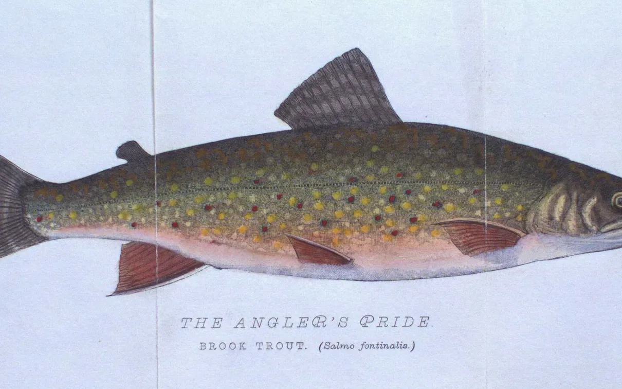 Illustration of a brown fish with small spots along its body labeled “BROWN TROUT (Salmo fontinalis).”