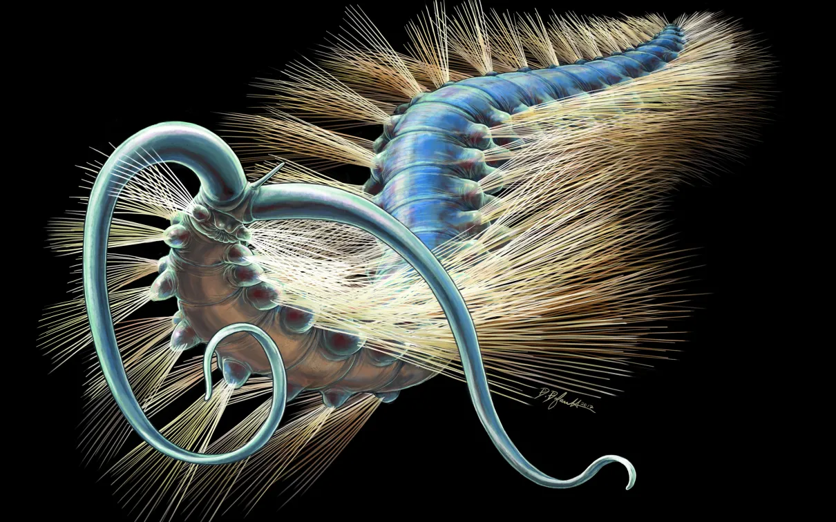 An artist reconstruction of Kootenayscolex barbarensis
