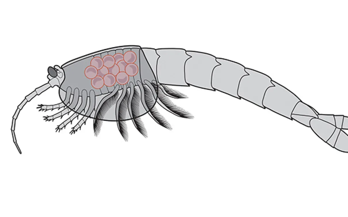 Illustration of Waptia carrying eggs or juveniles.
