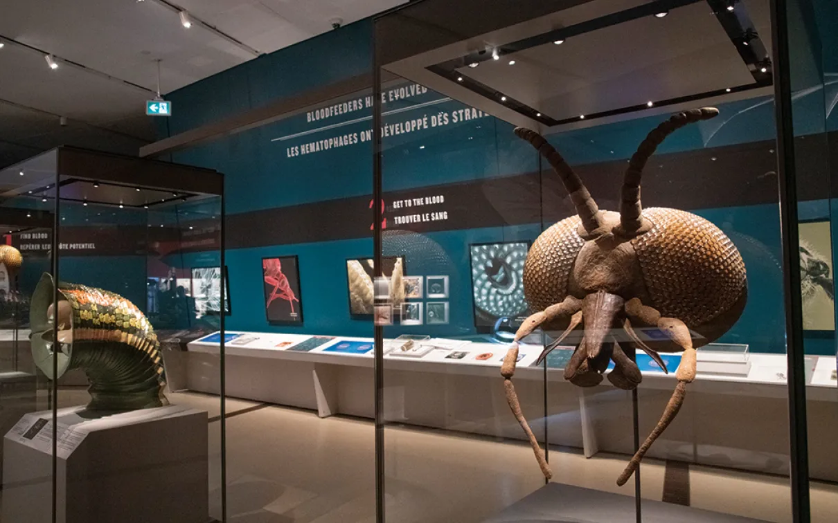 Deux grandes coquilles d'ammonite fossilisées présentées dans des vitrines de verre dans une exposition de musée faiblement éclairée.