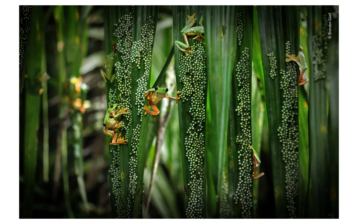 Treefrog pool party