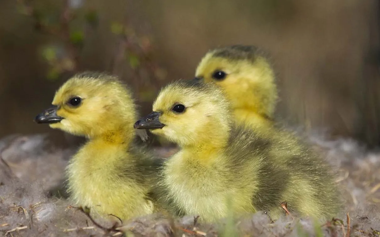 Poussins dans un nid.